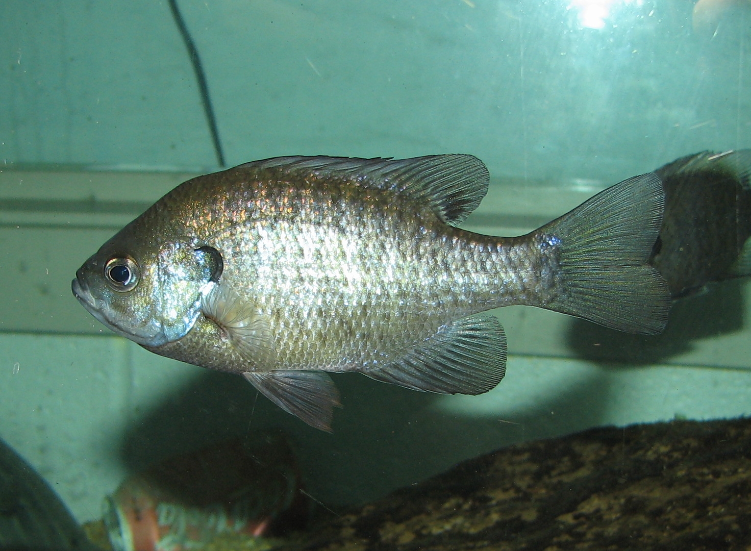 Bluegill wallpaper