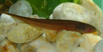 Bluntnose knifefish