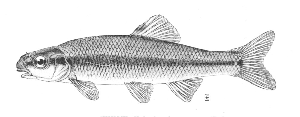 Bluntnose minnow wallpaper