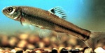 Bluntnose minnow