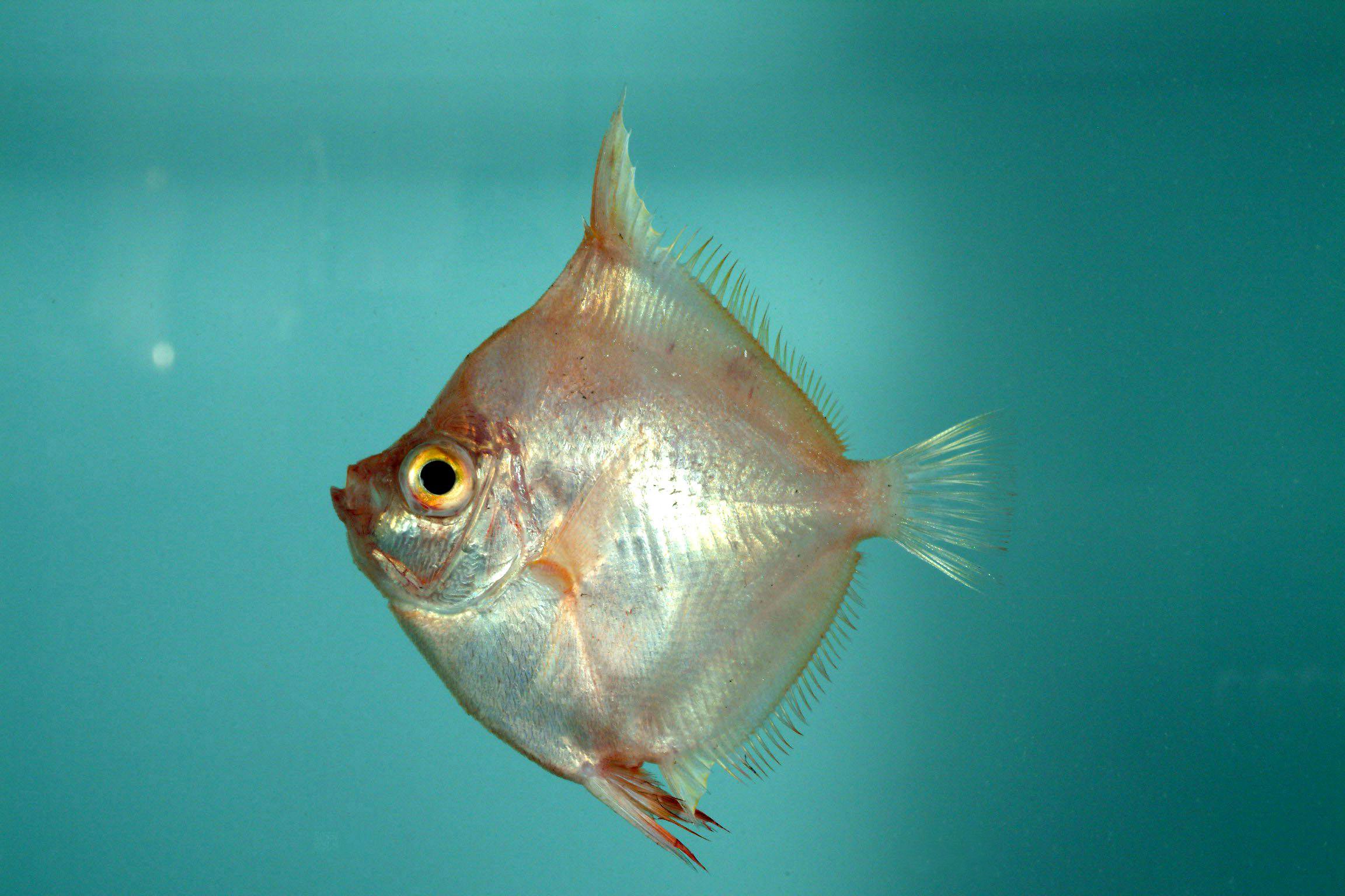 Рыба-кабан фото
