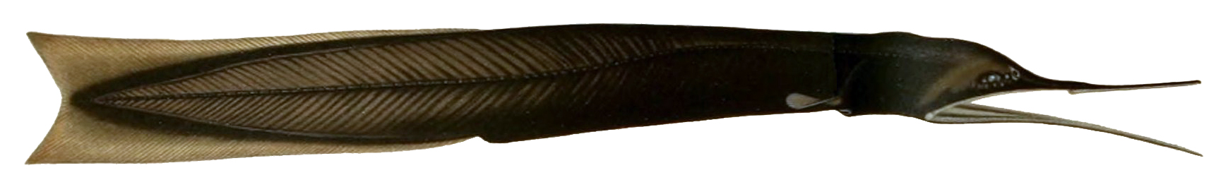 Bobtail snipe eel wallpaper