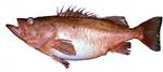 Bocaccio rockfish