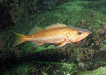 Bocaccio rockfish swims