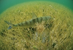 Bonefish in the grass