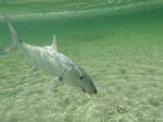 Bonefish on bottom