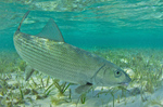 Bonefish on the shore