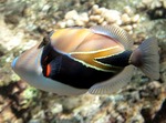 Bonny Reef triggerfish