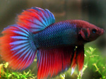 Bonny Siamese fighting fish