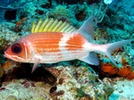 Bonny Squirrelfish 