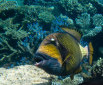 Bonny Titan triggerfish