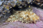 Bonny Wobbegong