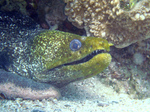 Bonny Yellow-edged moray 