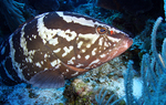 Bonny Yellowfin grouper