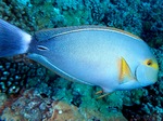 Bonny Yellowfin surgeonfish