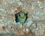 Bonny Yellowhead jawfish