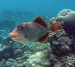 Bonny Yellowmargin triggerfish