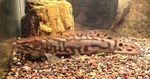 Bowfin in aquarium