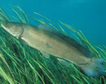 Bowfin in the grass