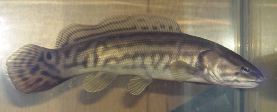 Ильная рыба фото