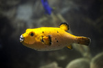 Boxfish from one side