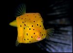 Boxfish lurking