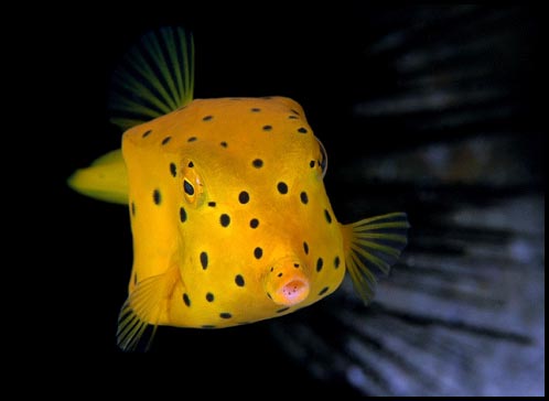 Boxfish lurking wallpaper