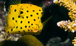 Boxfish on a bottom