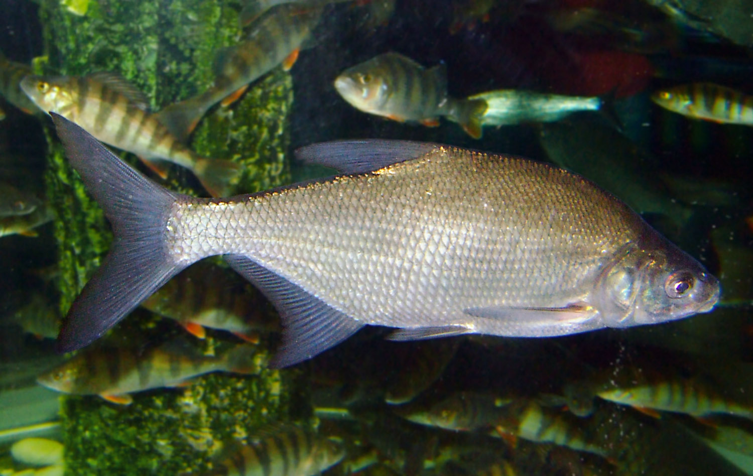 Bream wallpaper