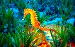 Bright Seahorse