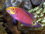 Bright Wrasse