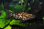 Brindle Upside-down catfish