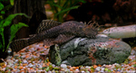 Bristlenose catfish in the rocks