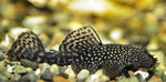 Bristlenose catfish