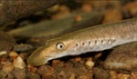 Brook lamprey head on a rock