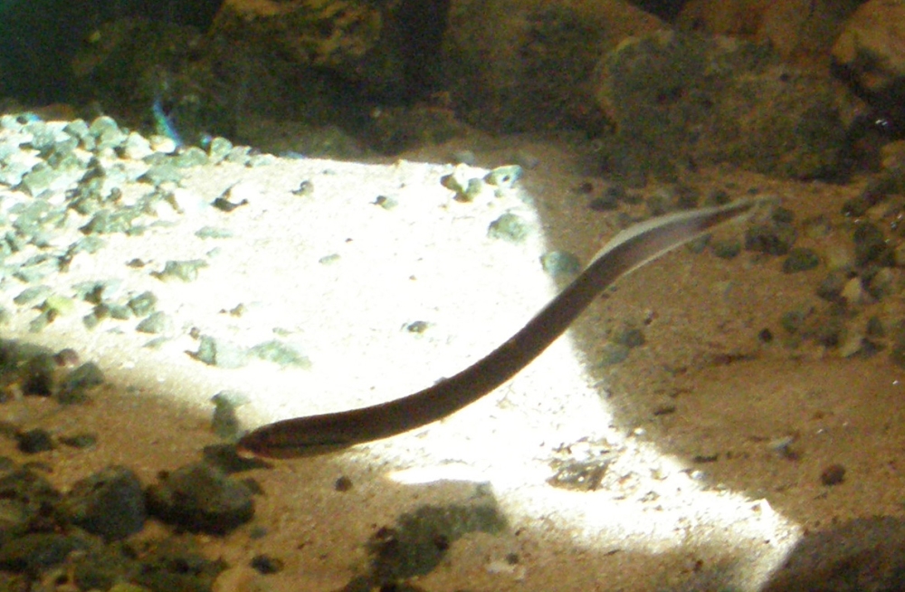 Brook lamprey wallpaper