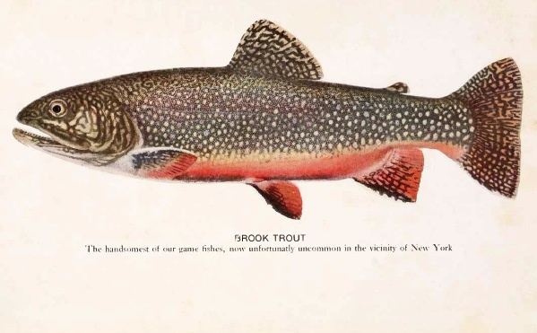 Brook trout wallpaper