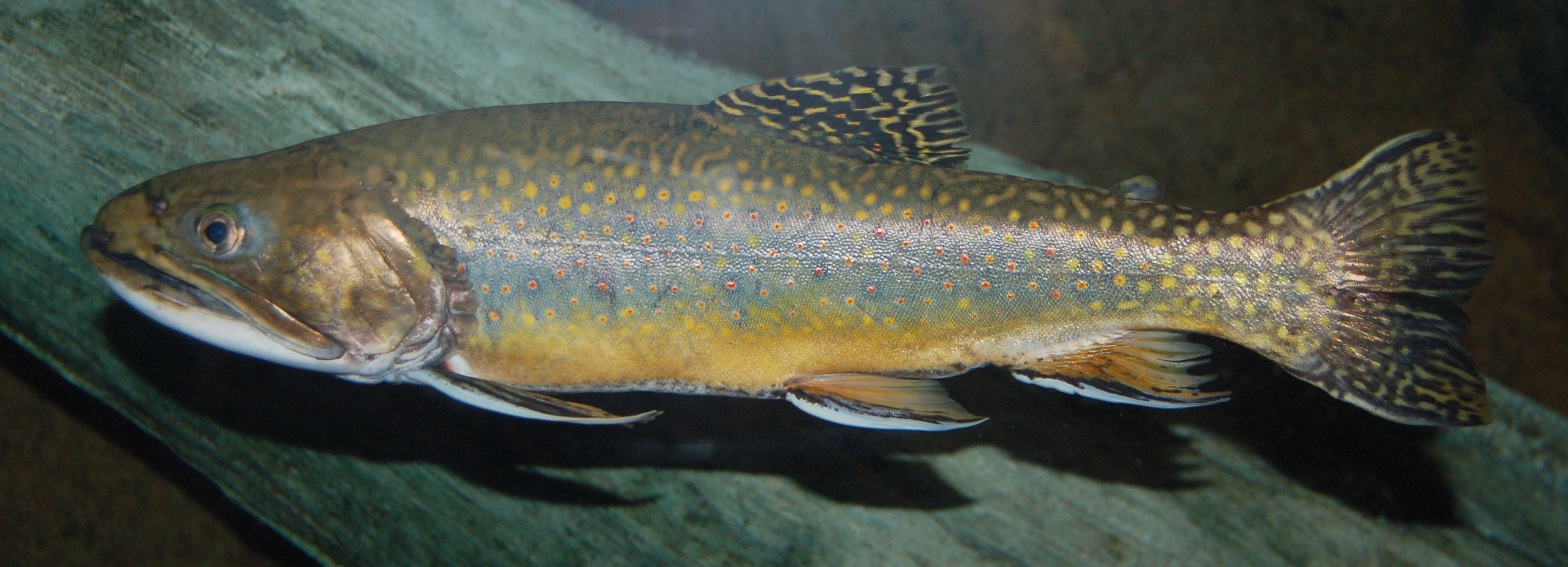 Brook trout wallpaper