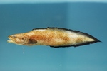 Brotula (genus)