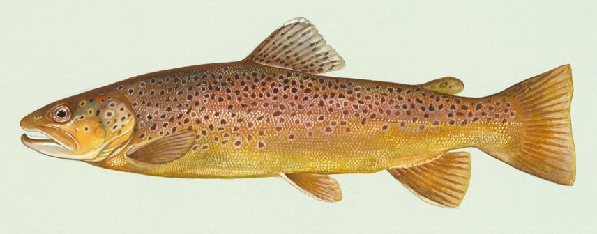 Brown trout wallpaper