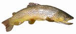 Brown trout