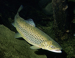 Brown trout swims