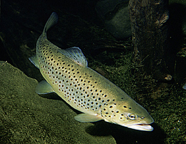 Brown trout swims wallpaper