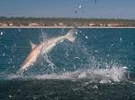 Bull shark jump 
