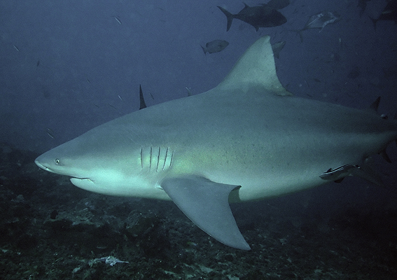 Bull shark wallpaper