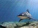 Bull shark swims