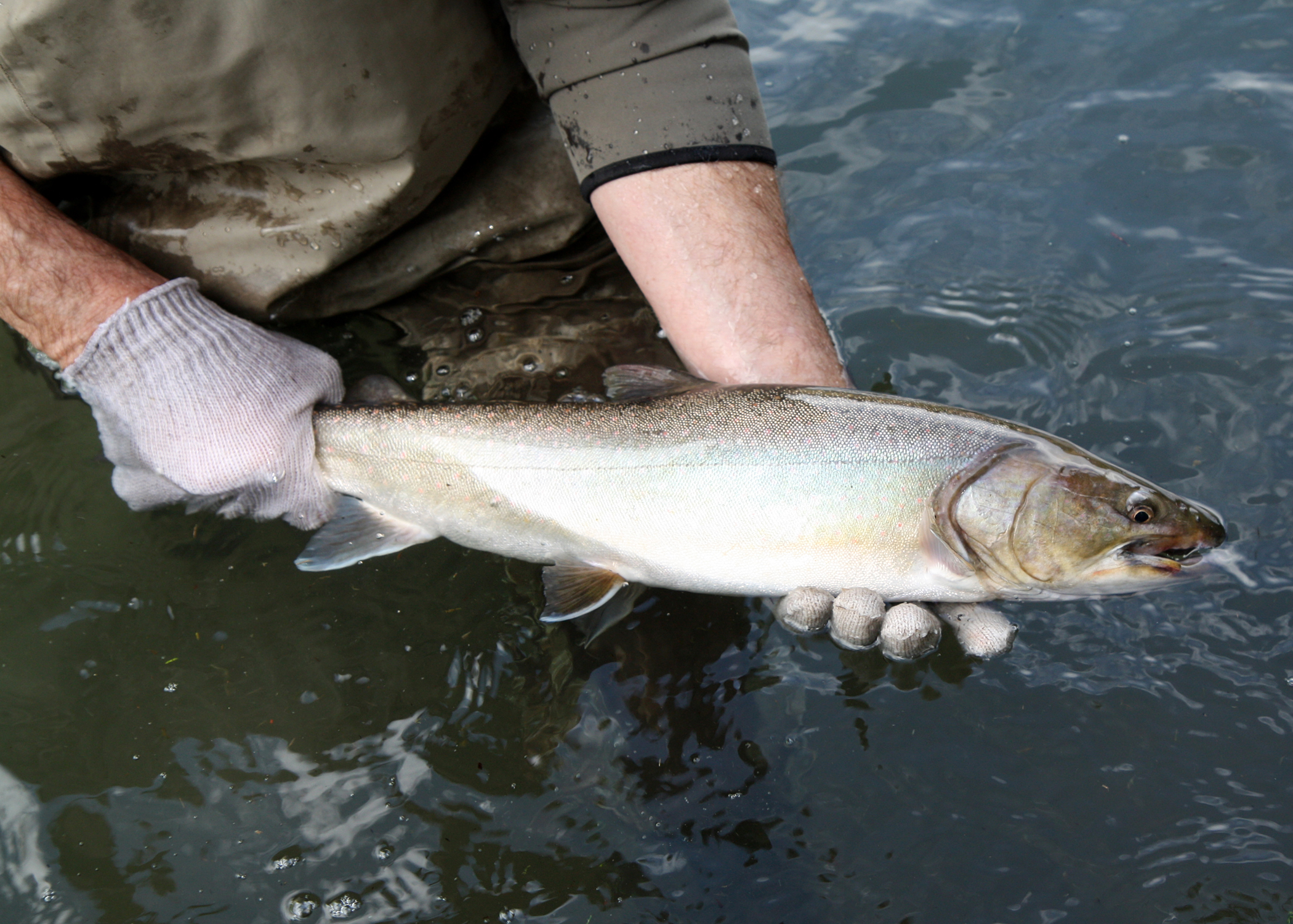 Bull trout wallpaper