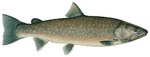 Bull trout