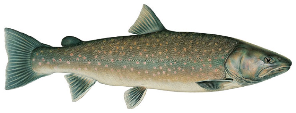 Bull trout wallpaper