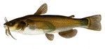 Bullhead